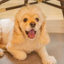 써니 애프터눈 이미지