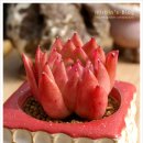 홍아이오산 - Echeveria Agavoides Shinning pearl 이미지