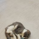 고양이호텔 윤집사 이미지