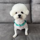 미용해주개 | 검단신도시 애견미용실 | 미용해주개, 1년 넘게 다닌 찐 내돈내산 후기