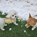 댕글댕글유치원 이미지