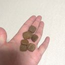 도그프리 | 💜🐶보라의 베기도그 그레인프리 사료 후기🐶💜