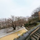 울산일보 | 울산 벚꽃 축제 일정 및 숨은 명소 보현사 | 궁거랑 실시간 개화 현황 후기