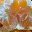 효돈동-5 | 신맛 단맛 최적의 조합 효돈감귤 맛 가격 온브릭스 타이벡귤 차이점