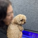 파란마음 유치원 | 대구 달서구 애견유치원 첫등원 후기ㅣ멍멍아학교가자 대곡점 애견유치원&amp;애견호텔