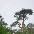 소나무목장 이미지