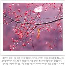 수정열매 이미지