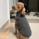 개스트살롱 | 안양 애견 미용, 푸들 베들컷 개스트살롱 내돈내산 후기