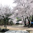 경산 환성사(慶山 環城寺) 봄 이미지