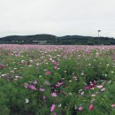 사계절화원 - 서구 경명대로 652 | 사계절화원