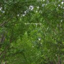 은행나무길(경제진흥원앞) | 충남 아산 곡교천 은행나무길 단풍 주차장 총정리