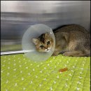 순창 동물병원 이미지