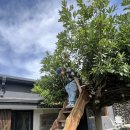 막다른 둥지 이미지