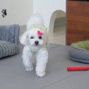 그루밍살롱 이미지