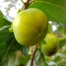 스테이(D) 이미지