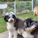 애견카페왕 이미지