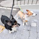 모사금해수욕장 | 여수 모사금해수욕장 강아지 바다수영 애견 동반 가능