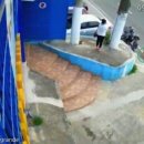 아빠 동물병원 이미지