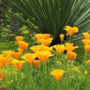 금영화 [캘리포니아양귀비, California poppy (Eschscholzia californica)] 이미지