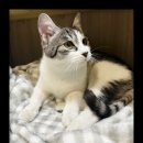 컴투펫 위탁보호센터 인천점 이미지