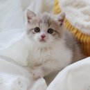 나는 고양이에 빠지다 이미지