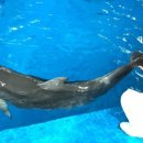 울산광역시남구도시관리공단(장생포고래생태체험관) 이미지