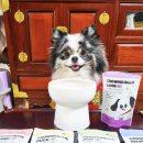 크라운롤리 | “강아지 화식 끝판왕! 🐶 크라운롤리 70% 고단백 화식 솔직 후기”