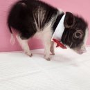 세종돼지 이미지