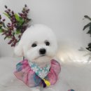 즐거운 애견미용 이미지