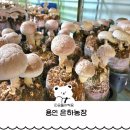 김포표고버섯농장 | 용인 동물 버섯 체험 아쿠아포닉스 모래놀이 등 놀거리 가득 주말 아기와 은하농장 다녀온 후기
