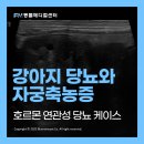 FM동물메디컬센터 | [FM동물메디컬센터 CASE] 일산 강아지동물병원, 자궁 질환과 당뇨 치료