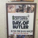 집사의 하루 일산점 | 일산 고양이카페 유기묘보호카페 집사의하루 일산점