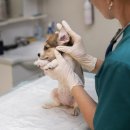 토평동물병원 이미지