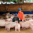 돼지농장 이미지