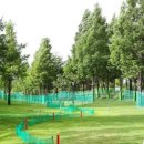 수지아르피아 이미지