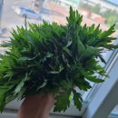 달리다굼 이미지