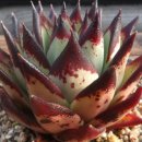 희망슈퍼 이미지