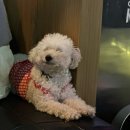 짱구와 영심이 | [작야] 성수역 / 귀여운 댕댕이가 알바중인 안주 맛집 성수동 이자카야 방문 후기