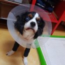 보라매웰종합동물병원 이미지