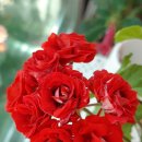 스타로프 이미지