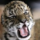 어흥어흥 이미지