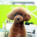 퍼피맘