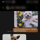 그루밍:담 이미지