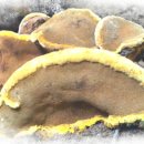 항암효과가 뛰어나다는 상황버섯(목질진흙버섯)은 임금님진상품이였다 이미지