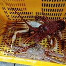 후니푸드 이미지