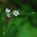 통고산자연휴양림 이미지