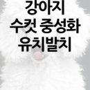 동물병원예지 네이버블로그