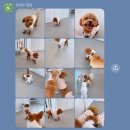 댕하우스 애견유치원 호텔 대구 중구점 | 대구 강아지유치원 정착 후기! &#34;나만 알고 싶은 대구애견유치원발견&#34; 애견전문선생님 상주, 소규모...