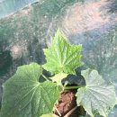 애은농장 이미지