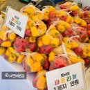 자연애보감